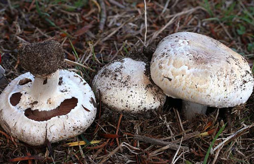 Agaricus bisporus - Fungi species | sokos jishebi | სოკოს ჯიშები
